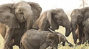 Gli elefanti nascono senza zanne, per sopravvivere ai bracconieri