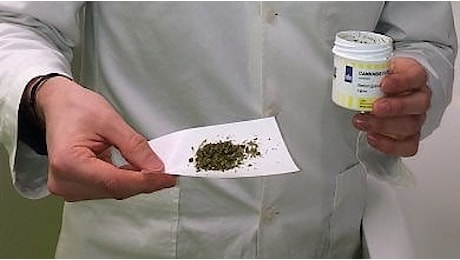 Cannabis di Stato, il primo farmacista che la venderà: Prezzi più bassi di quella olandese