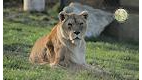 Addio Sissi, la leonessa sfruttata vissuta 25 anni a Monte Adone