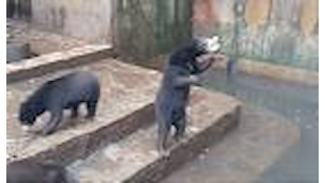 Indonesia, orsi denutriti chiedono cibo ai turisti: petizione online per chiudere le zoo