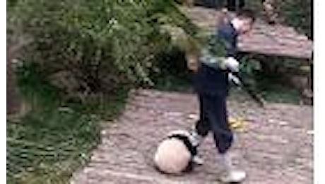 Cina, lavorare è impossibile: il baby panda vuole giocare a tutti i costi 
