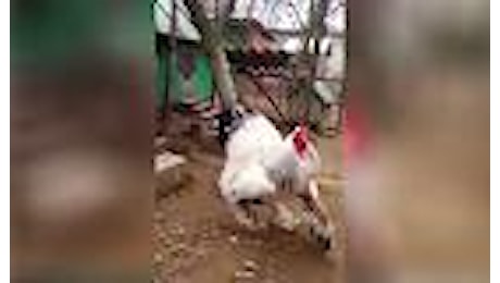 Albania, sorpresa nel pollaio: il gallo è gigante