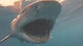 Florida, l'immersione è da brividi: le riprese ravvicinate degli squali che mangiano le esche
