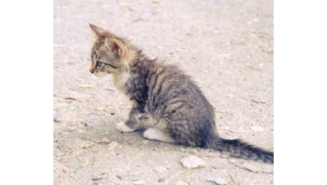 Choc a Lanusei, lancia un gattino dal ponte e posta le immagini in rete
