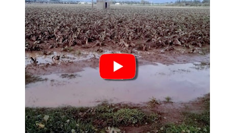 Maltempo in Sardegna: i danni nelle Campagne, il Video