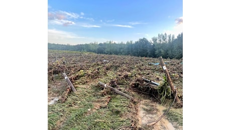 Bolgheri resiste alla bomba d’acqua: vendemmia in salvo e danni contenuti