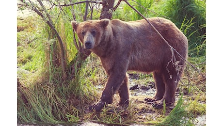 In Trentino un altro turista è stato aggredito da un orso