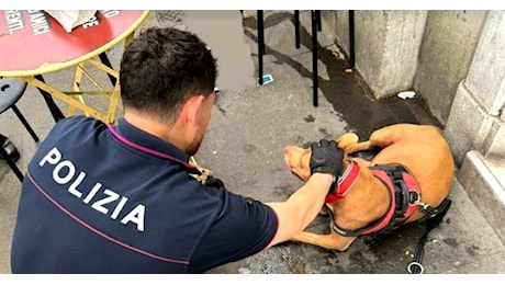 Roma, cane picchiata e gettata in un cassonetto, denunciato padrone albanese senzatetto, salvato il pitbull