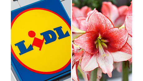 Le migliori piante Lidl della settimana: offerte imperdibili per la tua casa e giardino