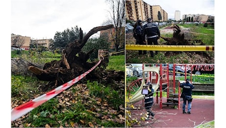 Morta schiacciata da un albero a Roma, si indaga per omicidio colposo