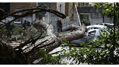 Roma, tragedia il 23 dicembre: cade un albero e uccide una donna