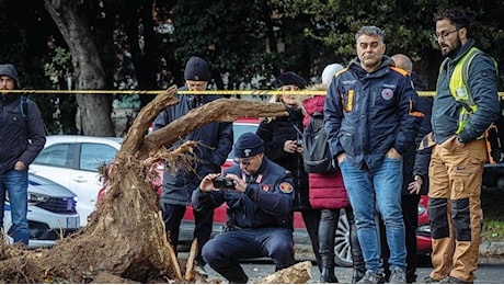 Poca manutenzione e malattie: le 190mila piante di Roma che devono essere controllate