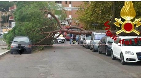 Albero crolla su una panchina per il vento: morta una 45enne, ferita l'amica. Era al parco con i tre figli