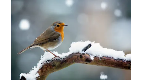 Arriva anche la neve?