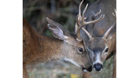 Abruzzo, caccia ai cervi sospesa fino a 7 novembre: soddisfazione animalisti