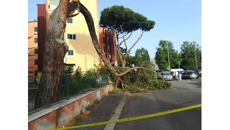 Una donna è morta per il crollo di un albero, a Roma