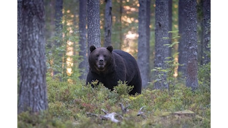 Un orso ha ucciso una turista di 19 anni in Romania ed è stato abbattuto