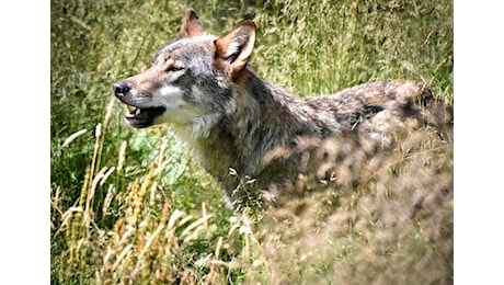 Trasferita nel Parco nazionale d’Abruzzo la lupa catturata a Roma dopo aver morso un bimbo