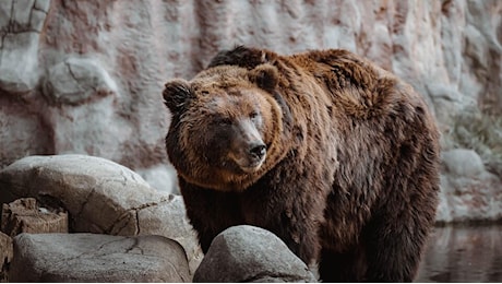 Usa, cacciatori sparano ad un orso su un albero: l’animale cade e ne uccide uno