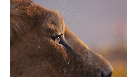 Mufasa: Il Re Leone, la recensione di Valerio Sammarco