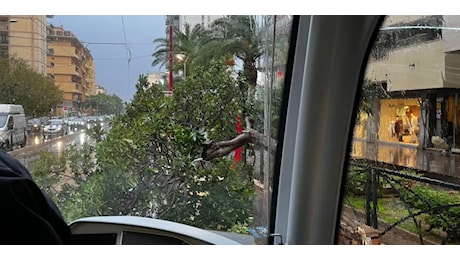 Albero cade sui binari del tram a Palermo, il mezzo è costretto a fermare la sua corsa