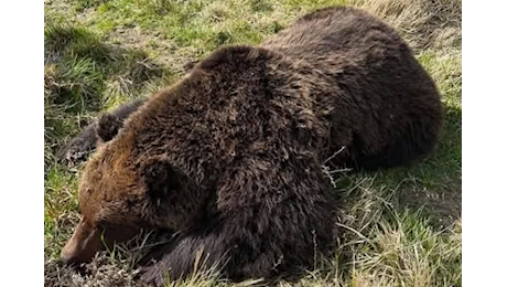 Orso marsicano trovato morto nella zona di Ortona dei Marsi