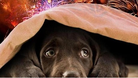 Capodanno: il decalogo per proteggere gli animali dai botti. Il pericolo anche da lanterne cinesi fuochi d'artificio inesplosi