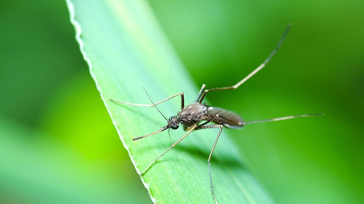 West Nile, l'esperto Claudio Bandi: «Il virus in Italia dal 1998. Ecco come le zanzare trasmettono la malattia dagli uccelli all'uomo» - Corriere Milano West Nile, l'esperto Claudio Bandi: «Il virus in Italia dal 1998. Ecco come le zanzare trasmettono la malattia dagli uccelli all'uomo» - Corriere Milano