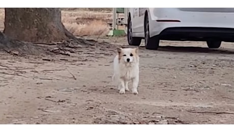 Video. Grave incidente aereo in Corea del Sud: dopo la morte del padrone, il cane Pudding non ha più nessuno