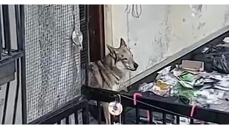 Cane denutrito e abbandonato su un terrazzo a Torino: “Una vergogna che dura da un anno”