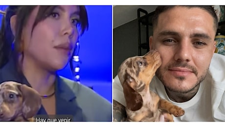 Galeotto fu il bassotto: Mauro Icardi regala a Wanda Nara un cucciolo e lei è entusiasta. I fan: Segno di un ritorno di fiamma?