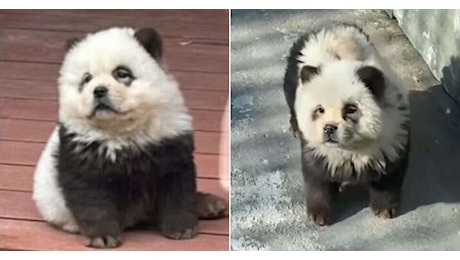 Zoo dipinge dei cani di bianco e nero e li spaccia per panda: scoperti perché ansimavano