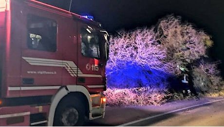 Alberi e un palo caduti: emergenza per il forte vento anche a Terralba