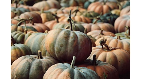 Scopri il Momento Perfetto per Gustare la Zucca: Proprietà Sorprendenti e Ricette da Non Perdere!