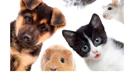 In Italia più animali domestici che persone: sono 65 milioni e aumenteranno