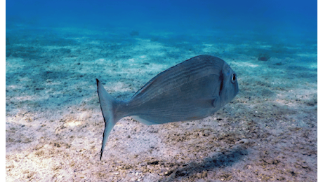 Acquacoltura e pesca nel Mediterraneo: un equilibrio fragile