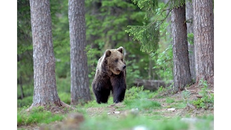 Fungaiolo aggredito da un orso in un bosco nella zona del Bleggio, ferito alla schiena e alle braccia