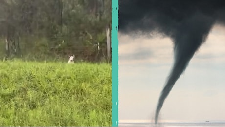 Cane legato a un palo mentre si avvicina l'uragano Milton: cosa sta succedendo agli animali in Florida