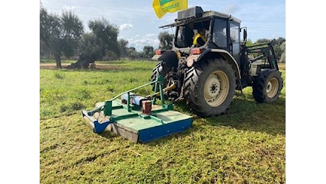 Xylella, Pentassuglia: servono fondi e solidarietà Regioni