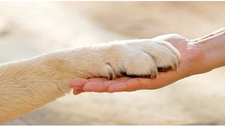 I LADRI GETTANO UN CANE DAL SESTO PIANO DOPO AVER TENTATO DI RAPIRLO