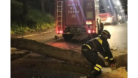 Alberi caduti e rami pericolanti per il vento: 90 interventi dei Vigili del Fuoco in meno di 24 ore