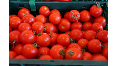 Made in Italy: con pomodoro cinese venduto come italiano in Gb subito etichetta d’origine