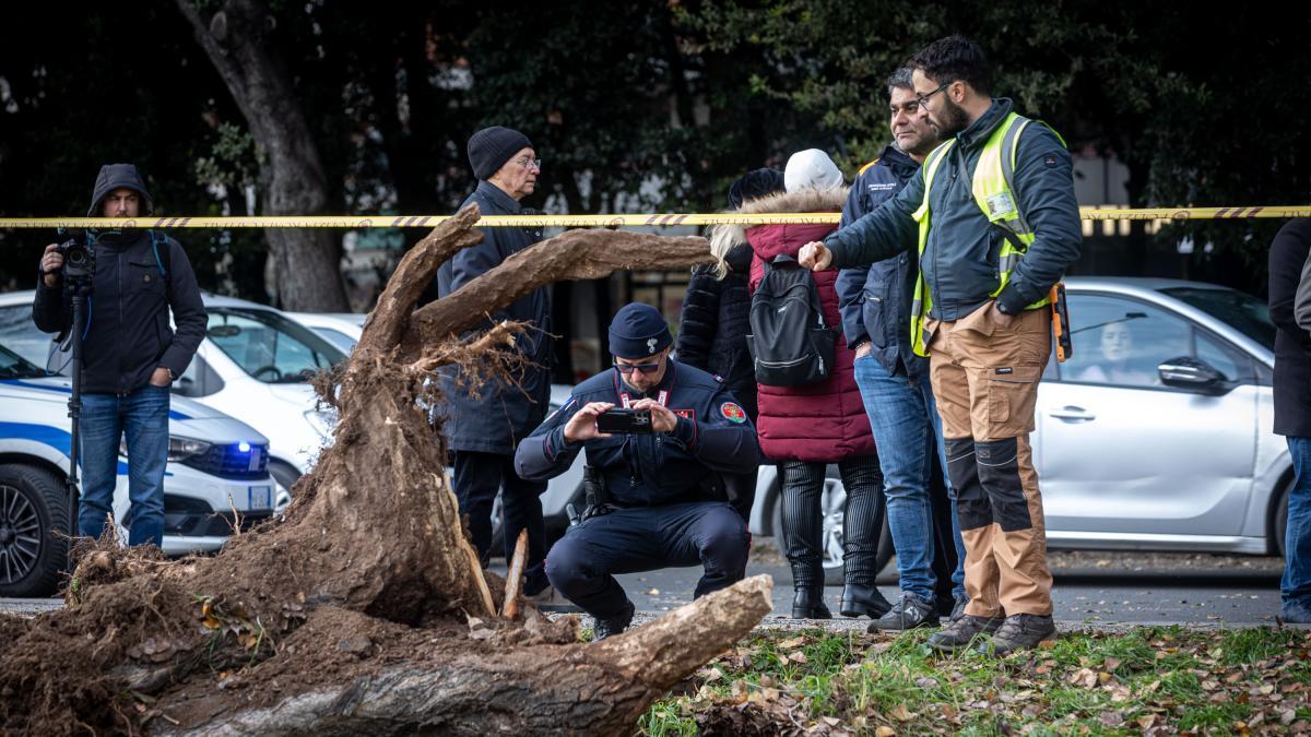 Morta Schiacciata Da Un Albero A Roma, Si Indaga Per Omicidio Colposo