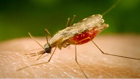 Malaria a Verona, il Veneto fa dietrofront: “Non si tratta di un caso autoctono”. Errore nella ricostruzione, il paziente è stato in Africa