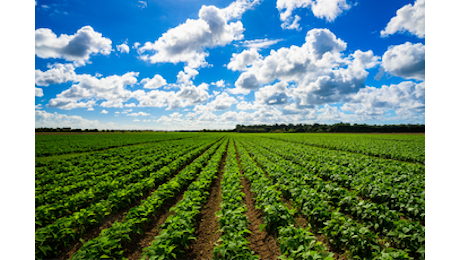 Agricoltura: report, clima pesa su produzione ma cresce biologico