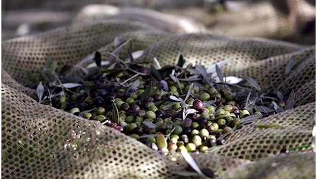 A Natale si cucina senza olio, il prezzo sale a più di 8 euro al litro