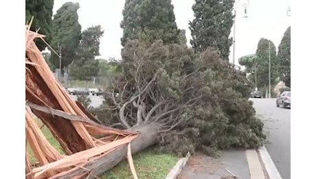 Cade un albero a Roma, morta una donna. Era al parco con i figli