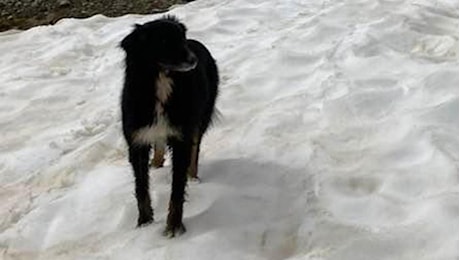 Monte Rosa, ritrovato vivo il cane dell’alpinista tedesco scomparso da oltre 15 giorni: le tracce dell’animale portano verso un dirupo