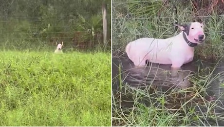 Uragano Milton, un cane viene abbandonato legato a una recinzione. La polizia lo salva