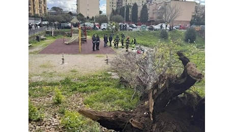 Tragedia a Roma: cade un albero e uccide una donna sul colpo